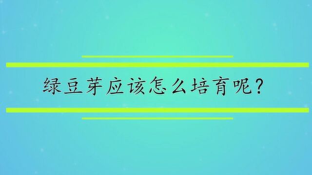 绿豆芽应该怎么培育呢?