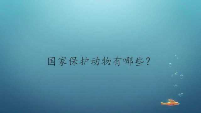 国家保护动物有哪些?