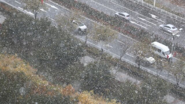 乌鲁木齐飘起大雪花 此刻正越下越大 一大波雪景图刷屏