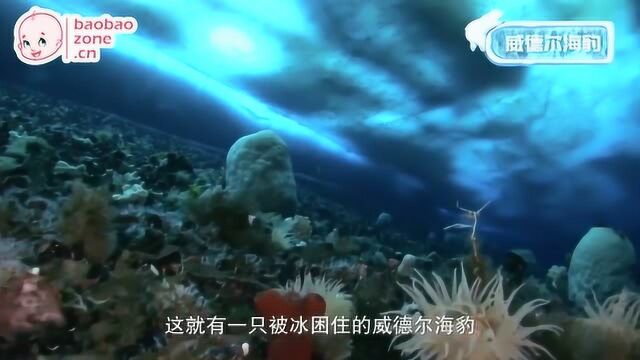 探秘南北极 03冰海生灵:南极的海洋生物