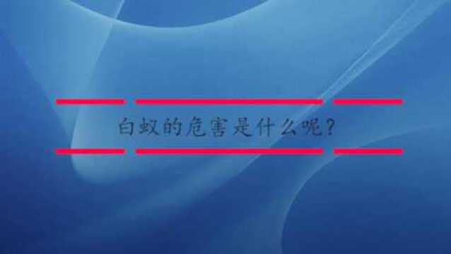 白蚁的危害是什么呢?