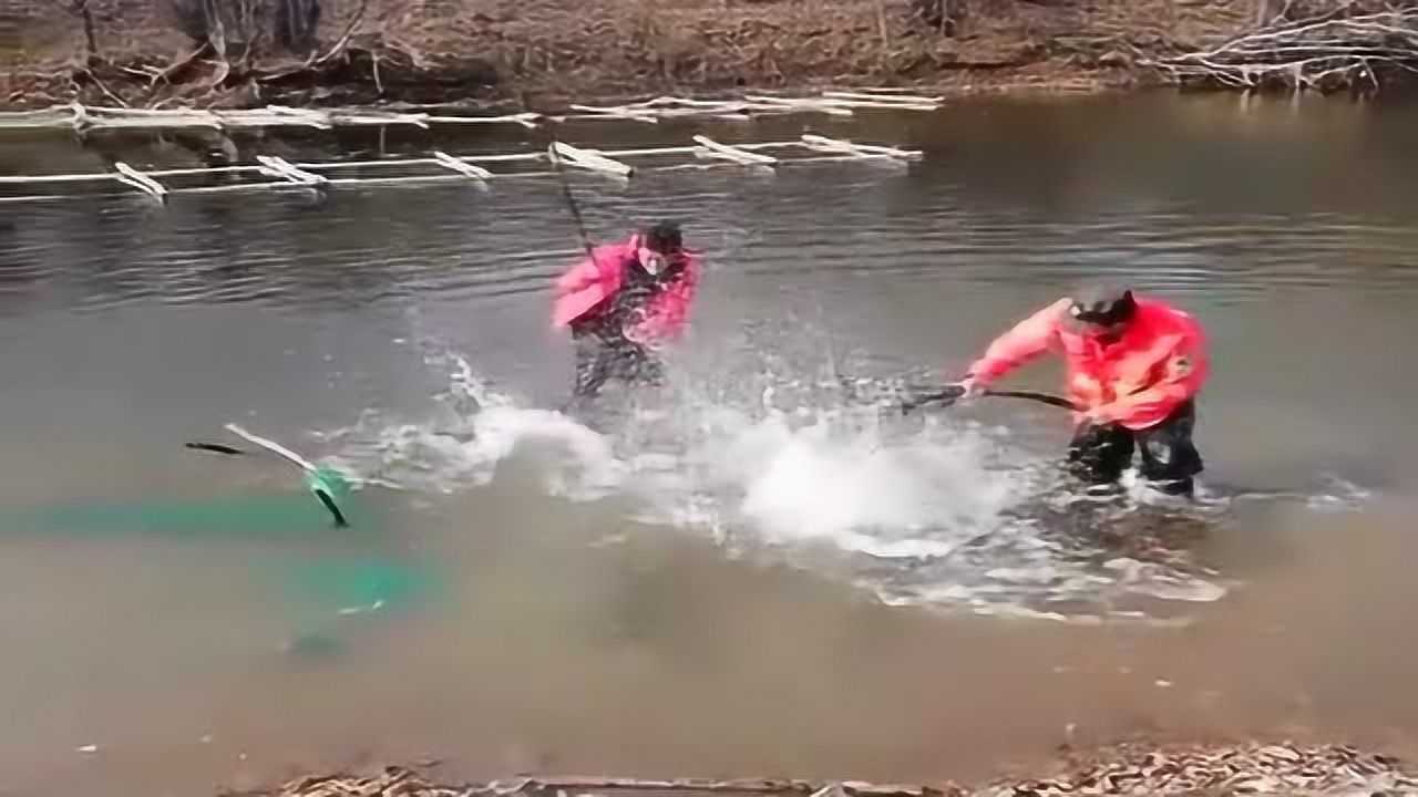 这是我见过最牛的抓鱼方法竟然把鱼吓得都钻进了地笼真过瘾啊