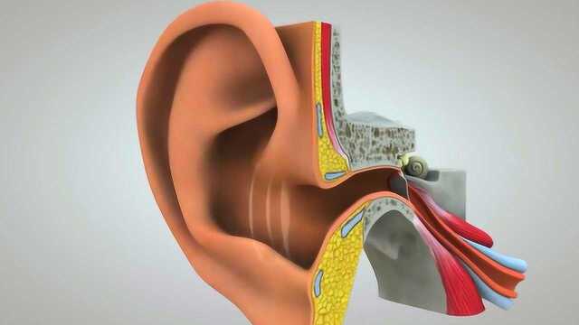 声音是如何传递到你的大脑的 2分钟了解耳朵的结构