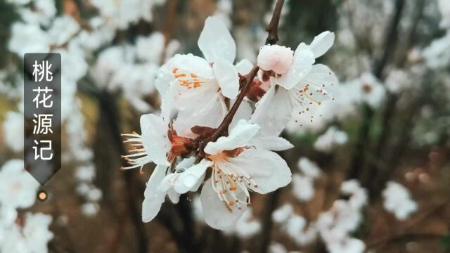 雨中桃花格外鲜,桃林漫步又一年