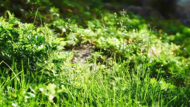 在农村有一种叫做“红桃K”的植物,有什么功效,有多大价值?