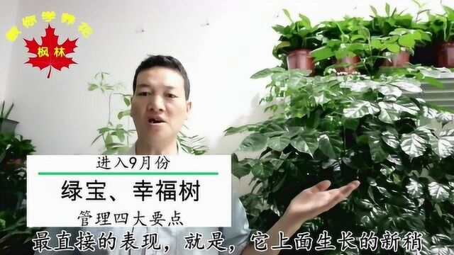 绿宝幸福树,进入9月份后,管理的四大要点