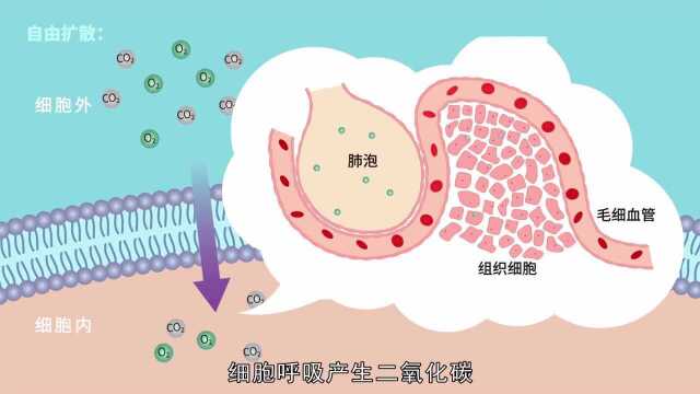 【生物大师 高中】被动运输——通道蛋白与诺贝尔奖(修正版)