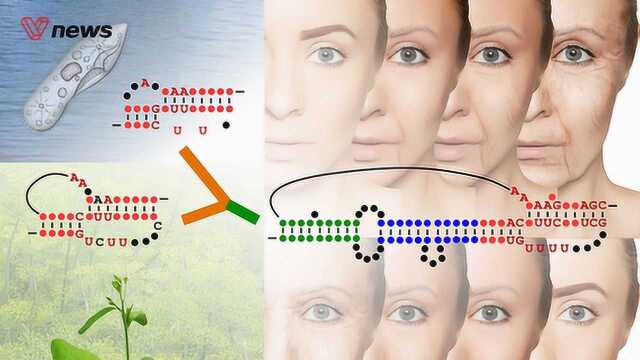 植物端粒酶首次被破解,人类将触及长寿的“开关”?
