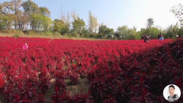 四川遂宁市这个地方太美了!游客成堆,看看你眼熟吗?