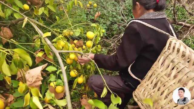 绵阳毛哥来到四川资阳,实拍中国柠檬之都,看看柠檬批发价格如何