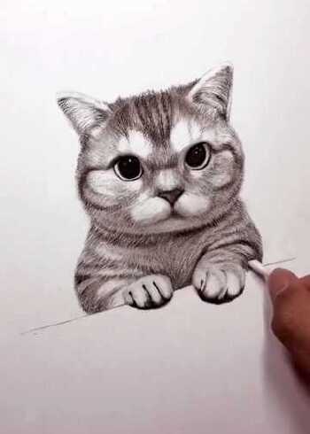 今天教大家画个小猫咪
