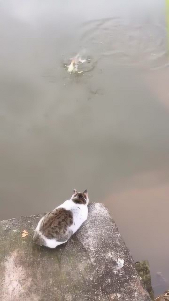 Thumbplayer Poster Plugin Image