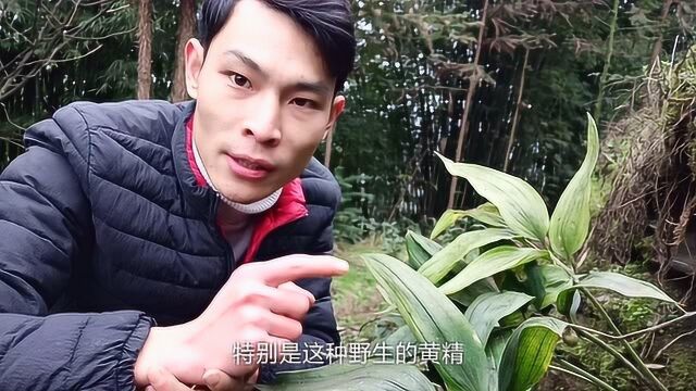 农村一种植物,和生姜长得差不多,名字叫“黄精”!