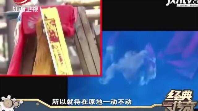 湘西诡异的复活术 能将死鸡复活 定鸡术的出现或将揭开复活的奥秘