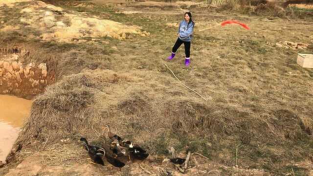 姑娘去地里赶鸭子,这些鸭子窜来窜去,这场景太逗了