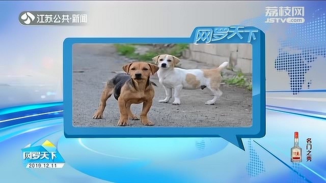 流浪狗领养成问题 一宠物平台提出“上课”倡议 或可提高领养率