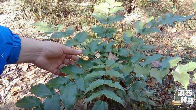 深山这种常见的植物,叶子边缘都长刺,树根是黄色的,了解一下吧