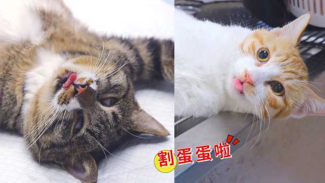 2只猫一起割蛋蛋,铲屎官记录全过程,猫:我不要面子的