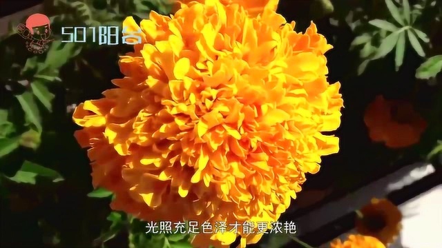 金盏菊栽培技巧来了,花色鲜艳,开花一簇簇