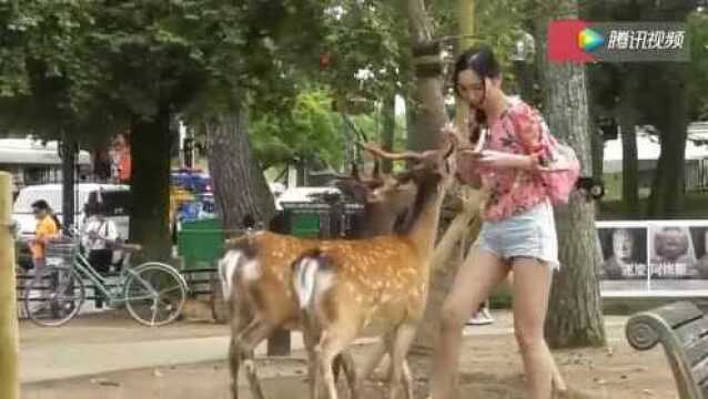 日本奈良鹿园中的少女!小鹿好可爱啊