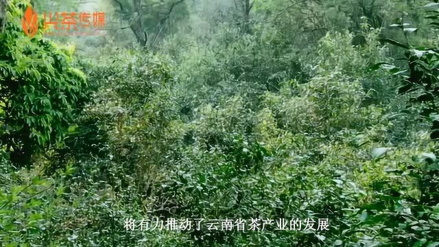 兴茶快讯:云南要打造普洱茶等六个千亿涉农产业