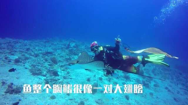 经常潜水的 人给这个生物起了个名字,你知道它是什么吗