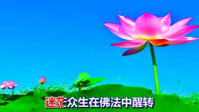 一首情歌《金华莲花开》