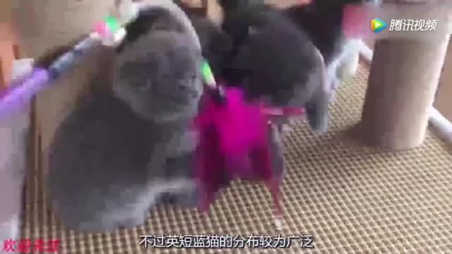 英短蓝猫就是猫中优等生来盘点下它的优点怪不得这么招人喜欢!