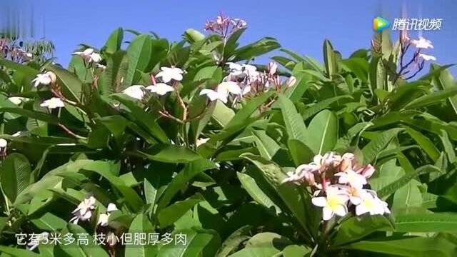 夏天感冒中暑最难治!用这种野花泡茶!抗菌消炎清爽一夏!