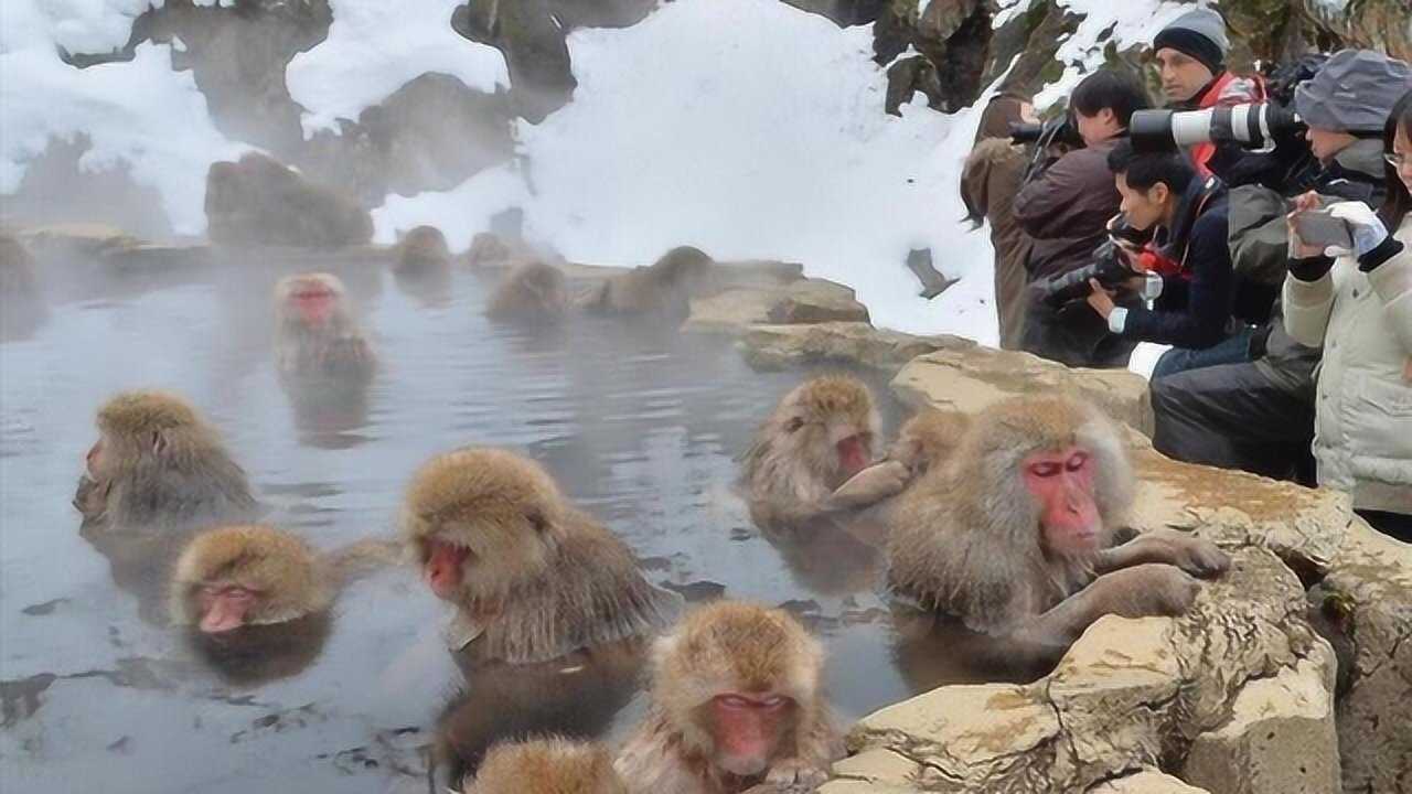 日本的猴子泡温泉避寒,模样憨态可掬,表情销魂