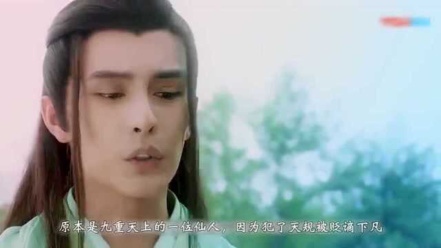 香蜜沉沉烬如霜:扑哧君彦佑到底是谁?知道真相后细思极恐!