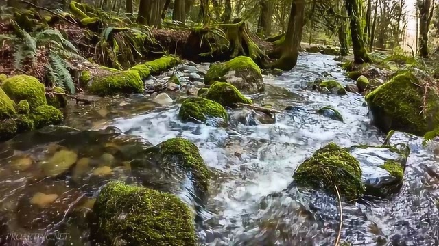 自然风光 宁静的森林河流