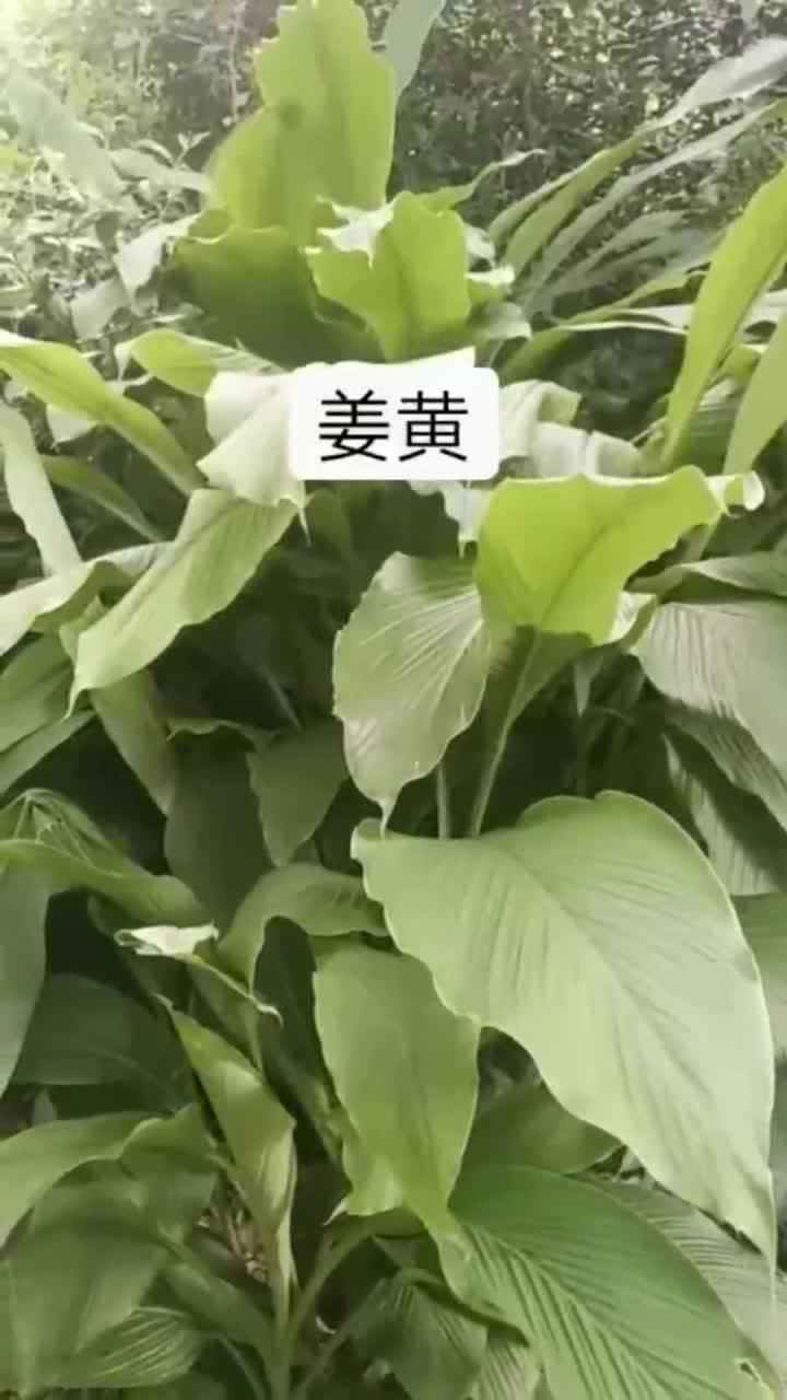 姜黄,大家知道姜黄是用来做什么的吗,知道的肯定不多