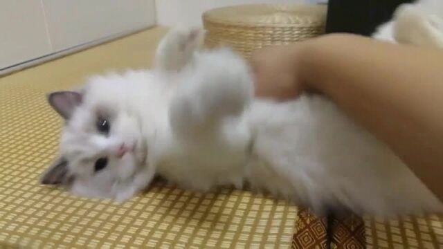 布偶猫是这个意思吗?