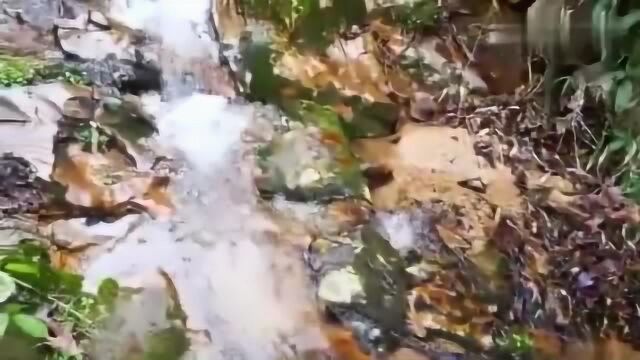 浙江绍兴农村大山正宗山泉水 纯天然无污染