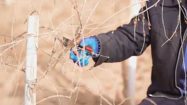 疫情阻击战下的红寺堡井然有序