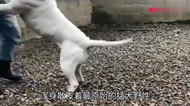 猛犬中的黑白双煞,白色战士杜高VS带刀侍卫卡斯罗,哪款适合你?