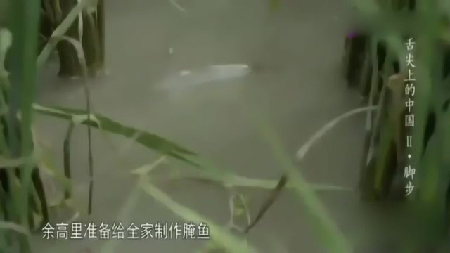 舌尖上的中国贵州苗王鱼原来这样做,新鲜原生态,稻花鱼就是香