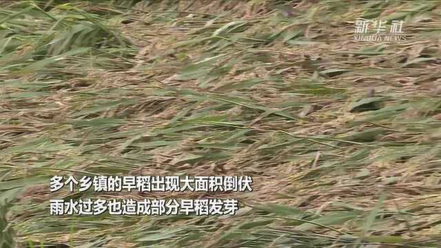 湖南岳阳:农机抢收受灾早稻