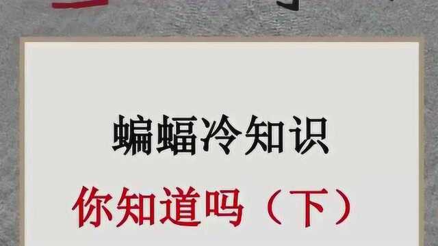 全球奇闻,蝙蝠这些知识,你都知道吗?一起来看看吧.