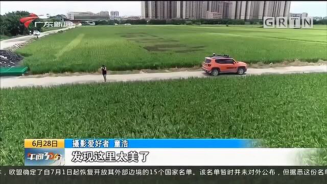 汕头:妙手绘制“稻田画”打造靓丽新风光