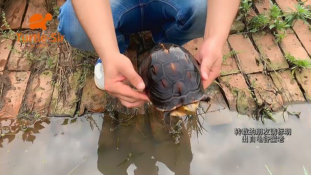 养黄缘闭壳龟的几个坏习惯,你中招了几个龟谷鳖老