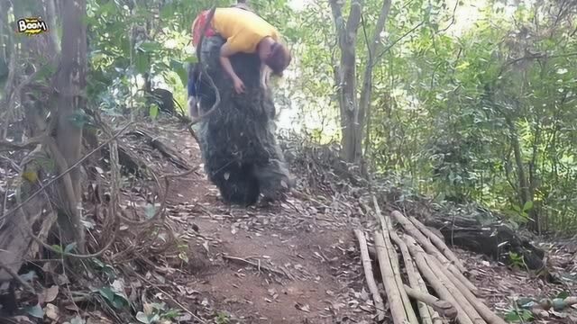 美女摘水果狼人跑身后,明知打不过狼人,美女装晕让狼人背走!