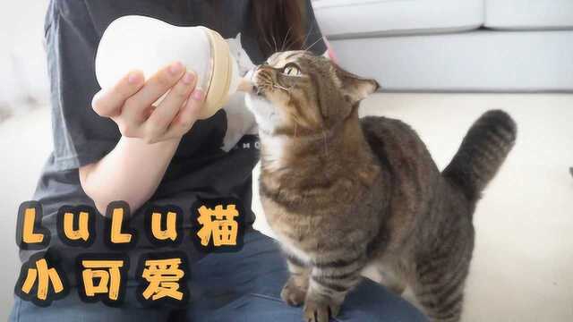 LuLu猫永远是个猫咪宝贝,干啥啥不行,吃饭第一名