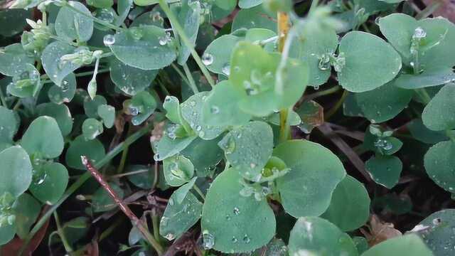 全国各地都有的野草,能治很多种疾病,这种草药你见过吗?