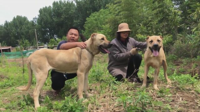 土耳其国宝猎犬,也是世界十大猛犬之一的砍高犬,高大威猛