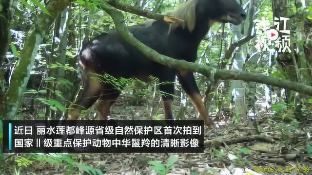 丽水莲都峰源省级自然保护区首次拍到“四不像”