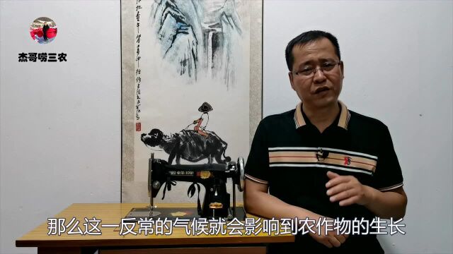 “大暑冷嗖嗖、立冬笑死牛”,大暑天气,能预测今年粮食收成