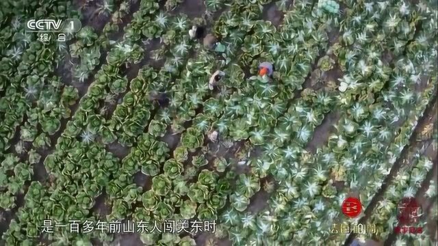 舌尖上的中国:山东白菜,黄心大叶、饱满紧实,是制作酸菜最好的品种