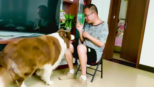 零基础学训犬, 在训练前先培养注意力,很重要